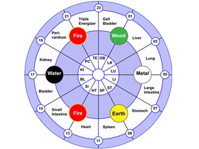 Organ Clock Theory